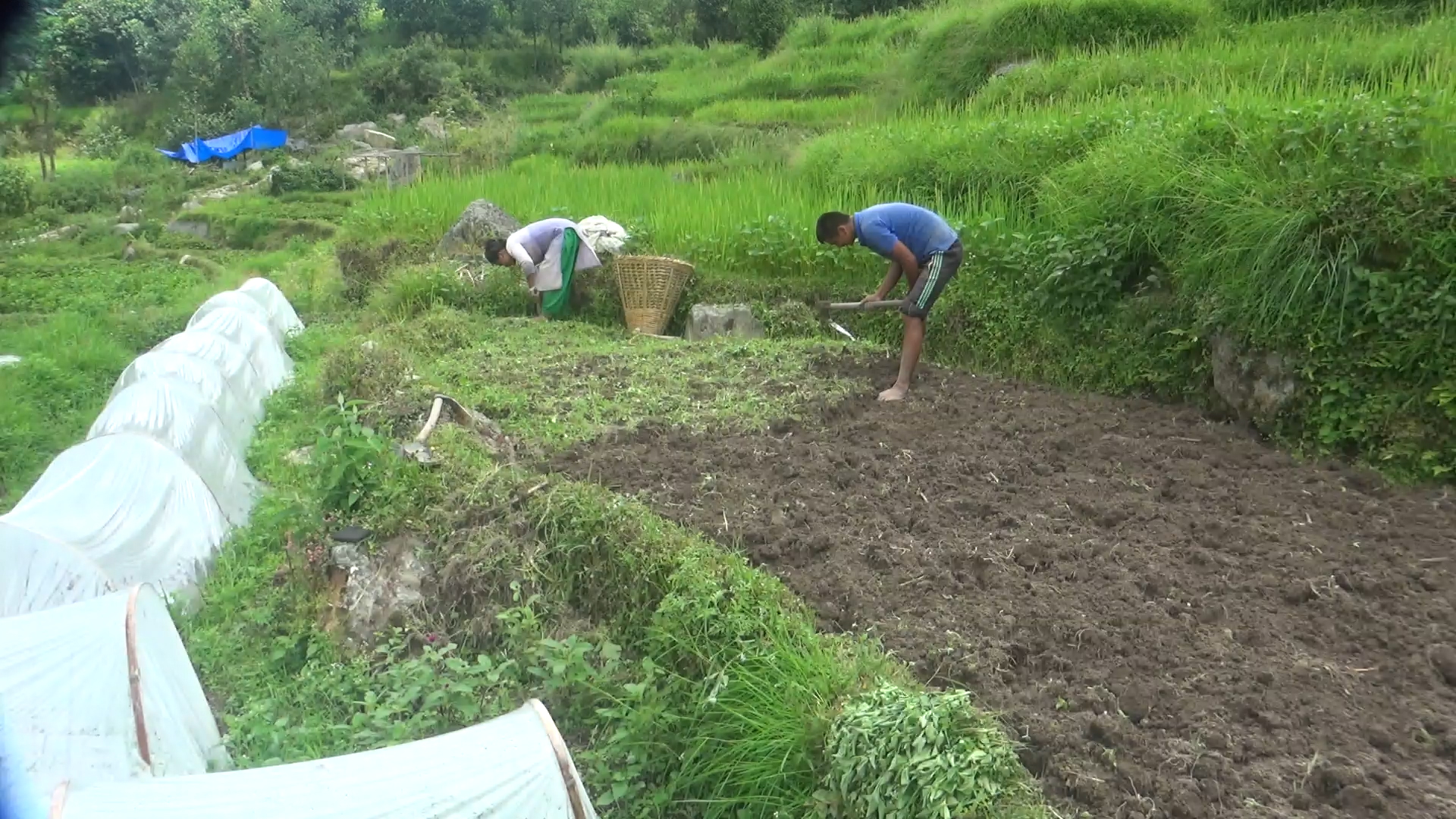 बैदेशिक रोजगारीबाट फर्केका युवा गाउँमै नर्सरीबाट लाखौ कमाउँदै