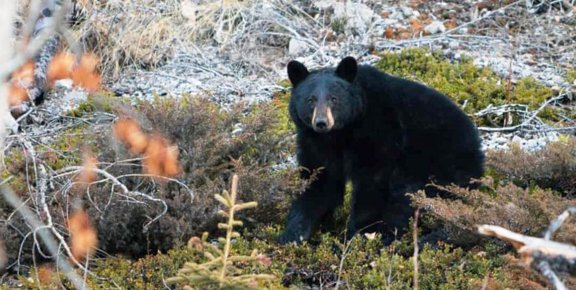 भालुको आक्रमण बाट शेर्पा घाइते ।