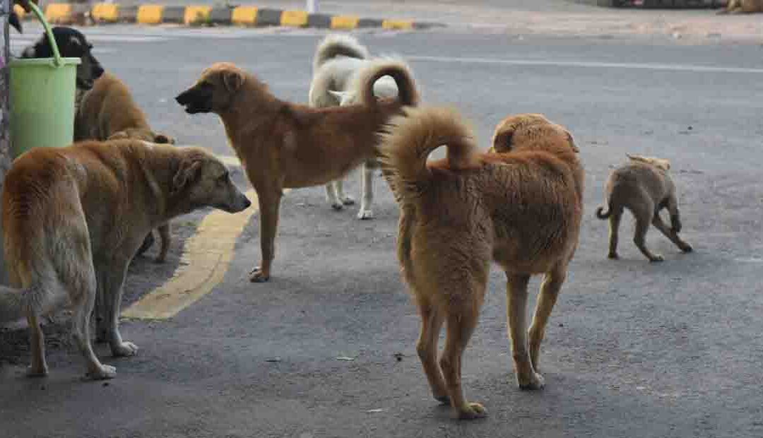 रामेछापमा कुकुरको टोकाइबाट ९ जना घाइते