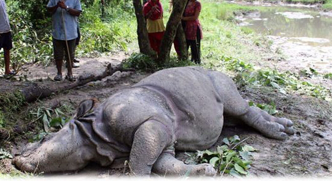 चितवन राष्ट्रिय निकुञ्जमा भाले गैंडा मृत फेला