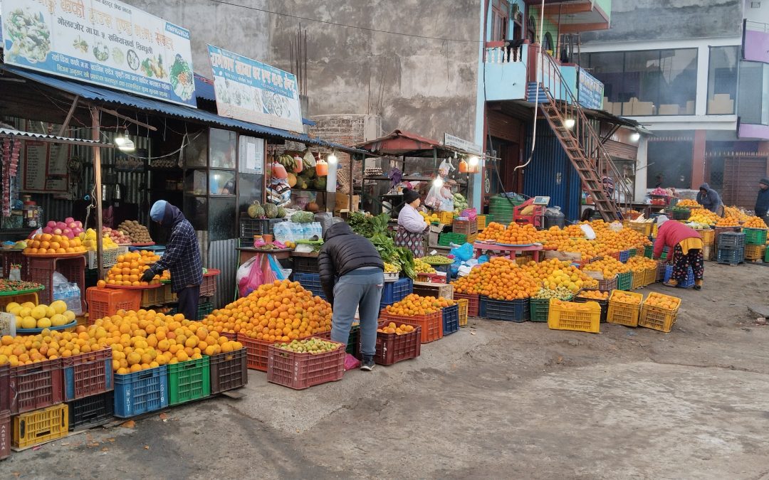 रामेछापमा जुनारको मूल्य आकासियो, प्रतिकिलो १ सय ३० रुपैयाँसम्म