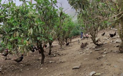 रामेछापमा व्यावसायिक कालिज पालनतर्फ युवाको आकर्षण