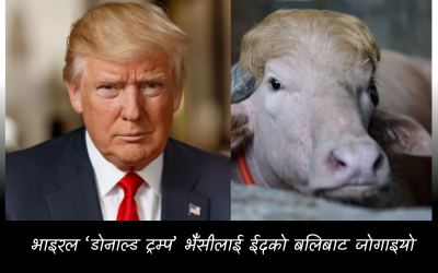 ‘डोनाल्ड ट्रम्प’ उपनाम पाएको दुर्लभ भैँसी बलि हुनबाट जोगियो, अब चिडियाखानामा बस्ने