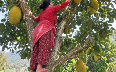 कटहर टिप्ने क्रममा रुखबाट लडेर महिलाको मृत्यु