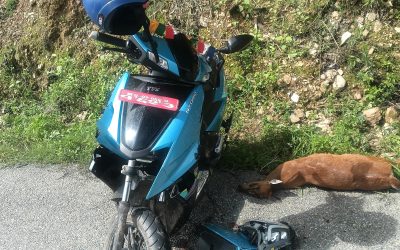 रामेछापमा स्कुटरले मृगलाई ठक्कर दिँदा चालक र बालक घाइते